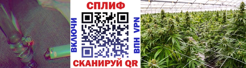 где купить наркоту  Новопавловск  МАРИХУАНА VHQ 